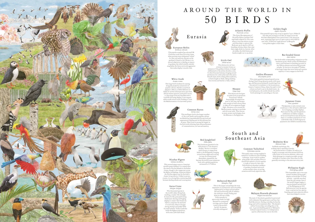 Around the World in 50 Birds, 1000 Piece Puzzle - 2