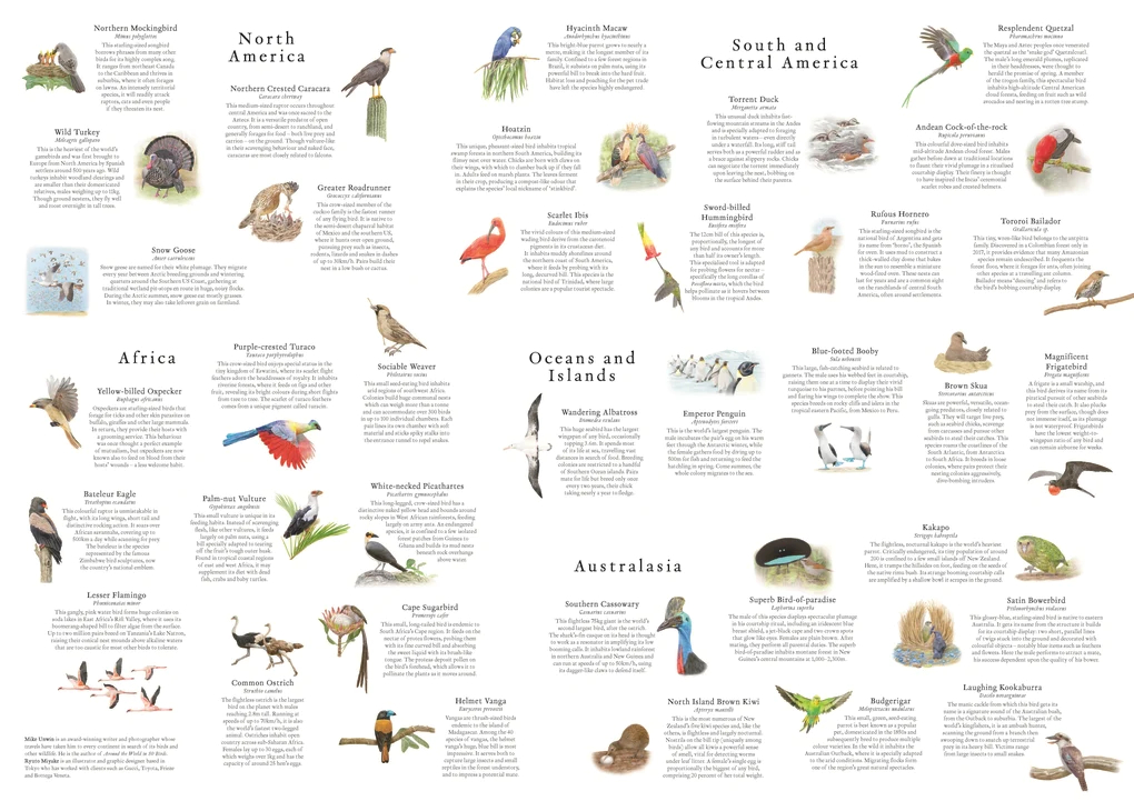 Around the World in 50 Birds, 1000 Piece Puzzle - 3