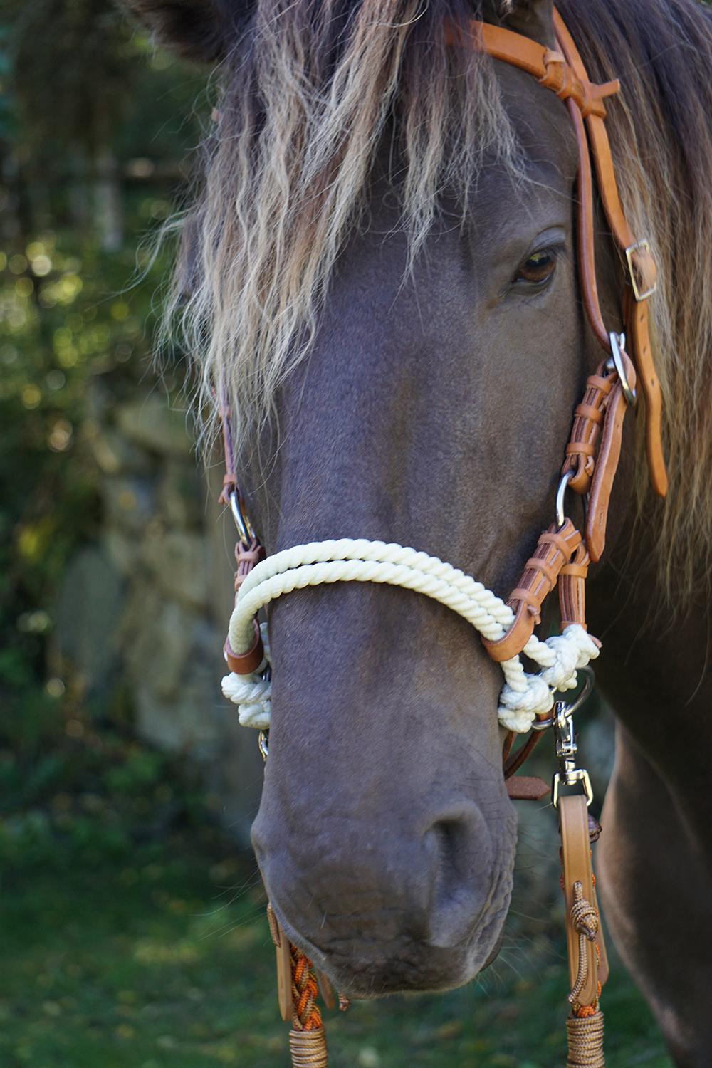 Sidepull Harness, dubbelrep, russet / havanna - 6