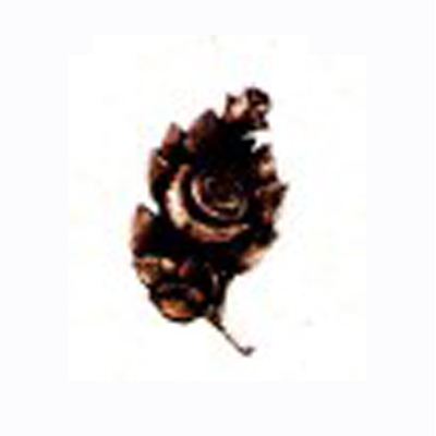 Rose 2