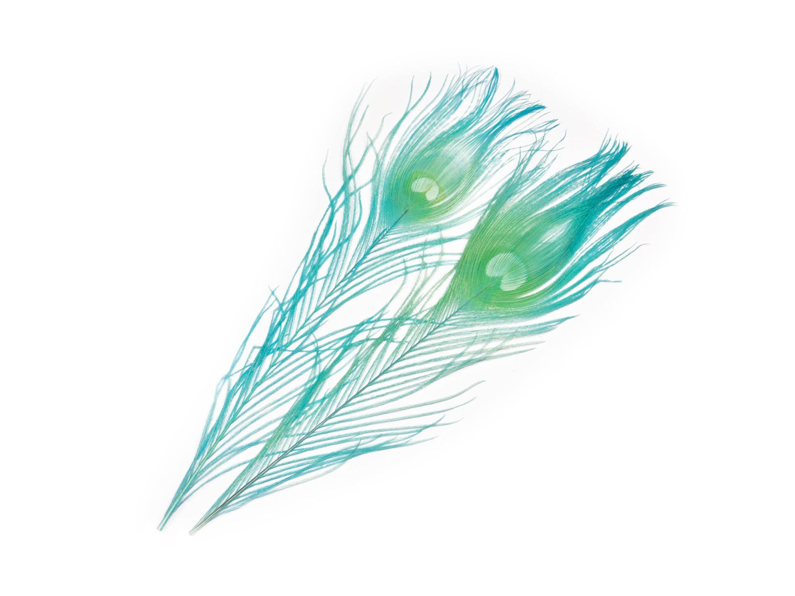 Mikael Frödin Peacock Eye Feathers - 6