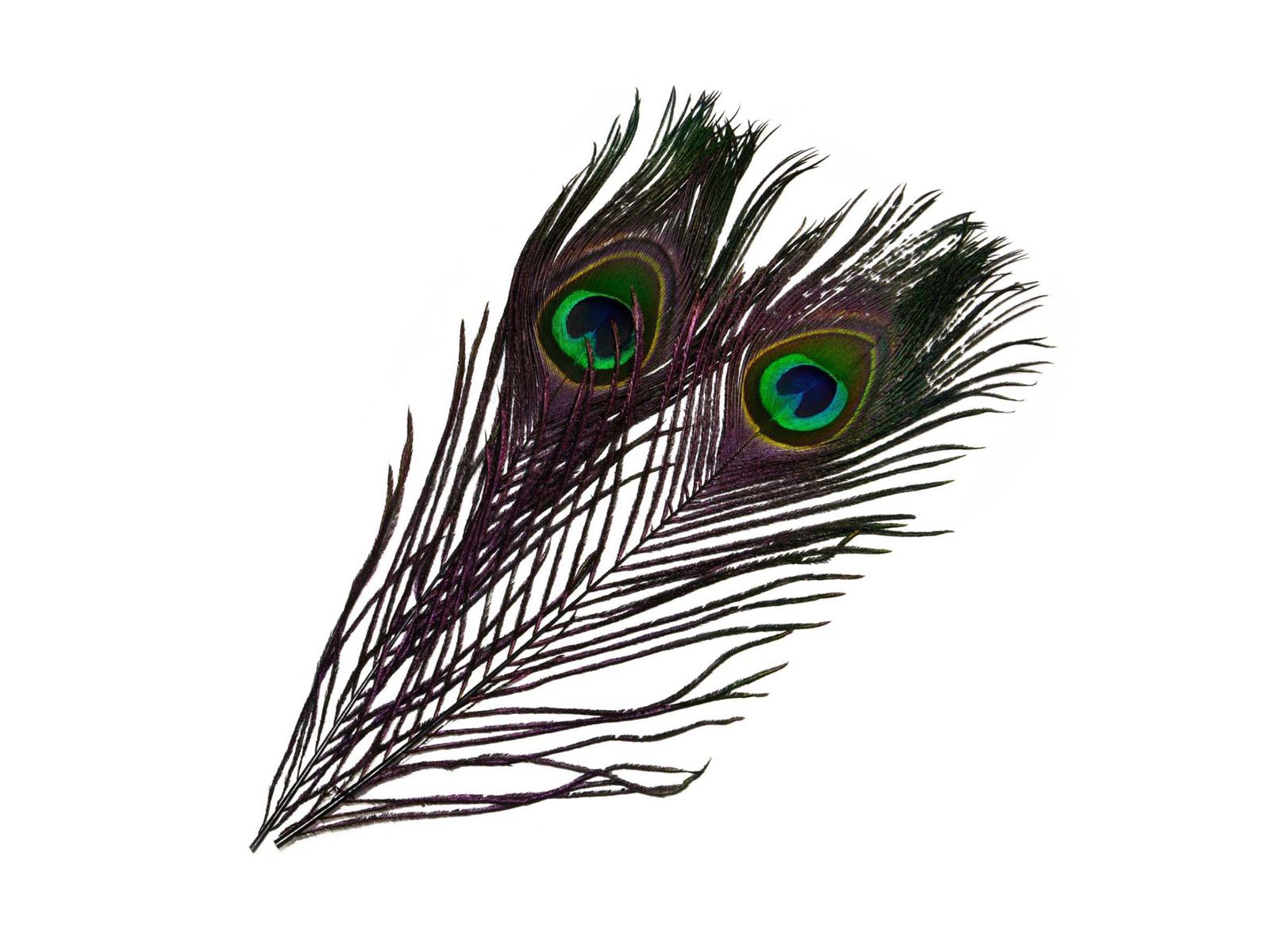 Mikael Frödin Peacock Eye Feathers - 9