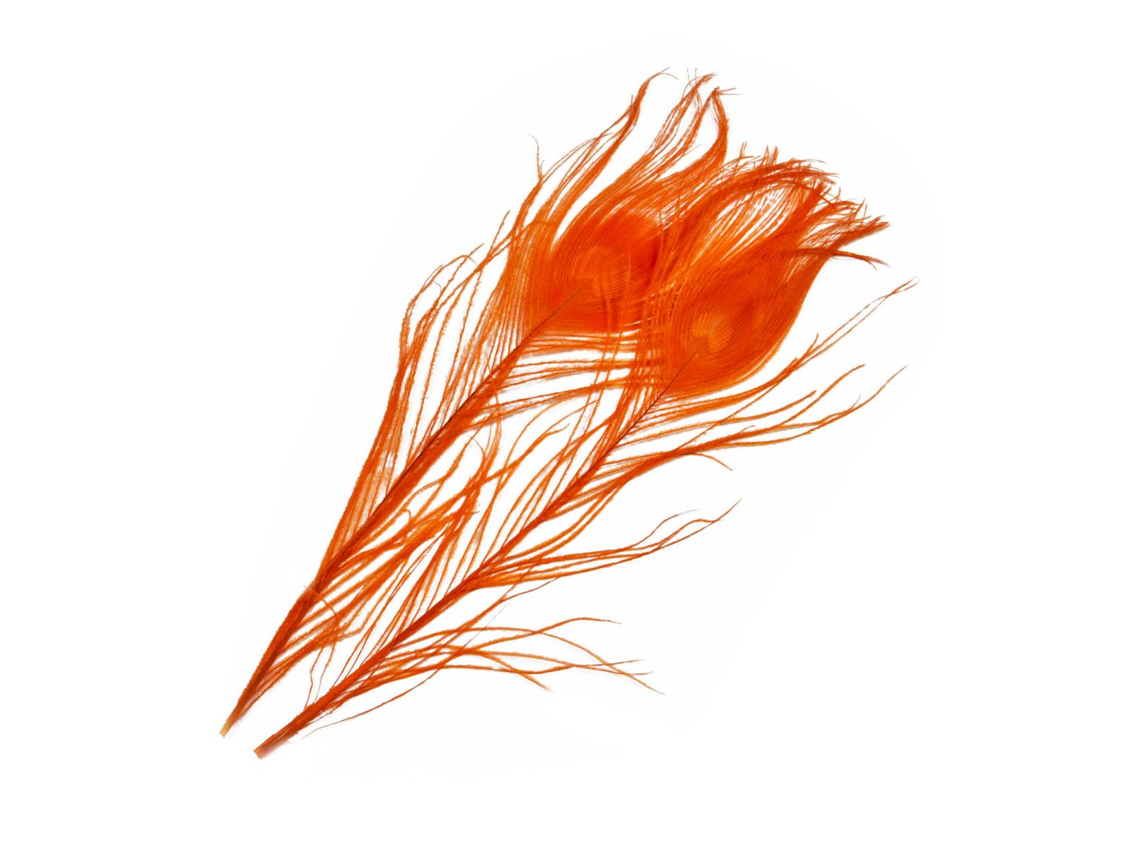 Mikael Frödin Peacock Eye Feathers - 7