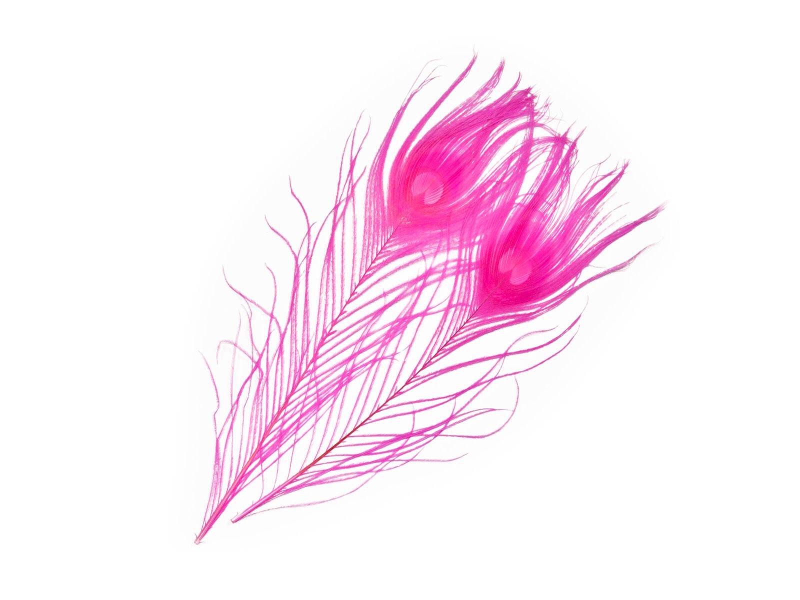 Mikael Frödin Peacock Eye Feathers - 5