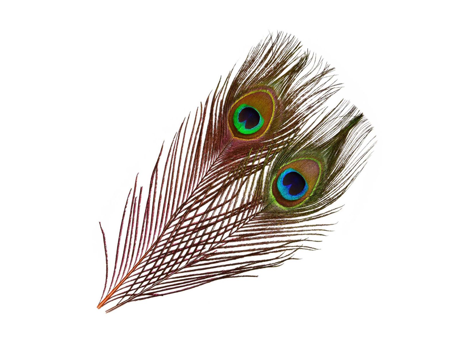 Mikael Frödin Peacock Eye Feathers - 10