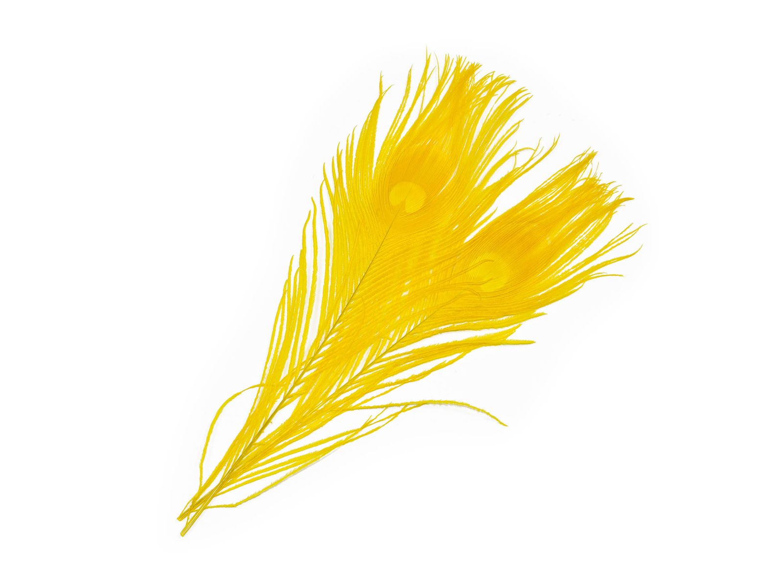 Mikael Frödin Peacock Eye Feathers - 2