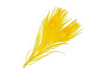 Mikael Frödin Peacock Eye Feathers