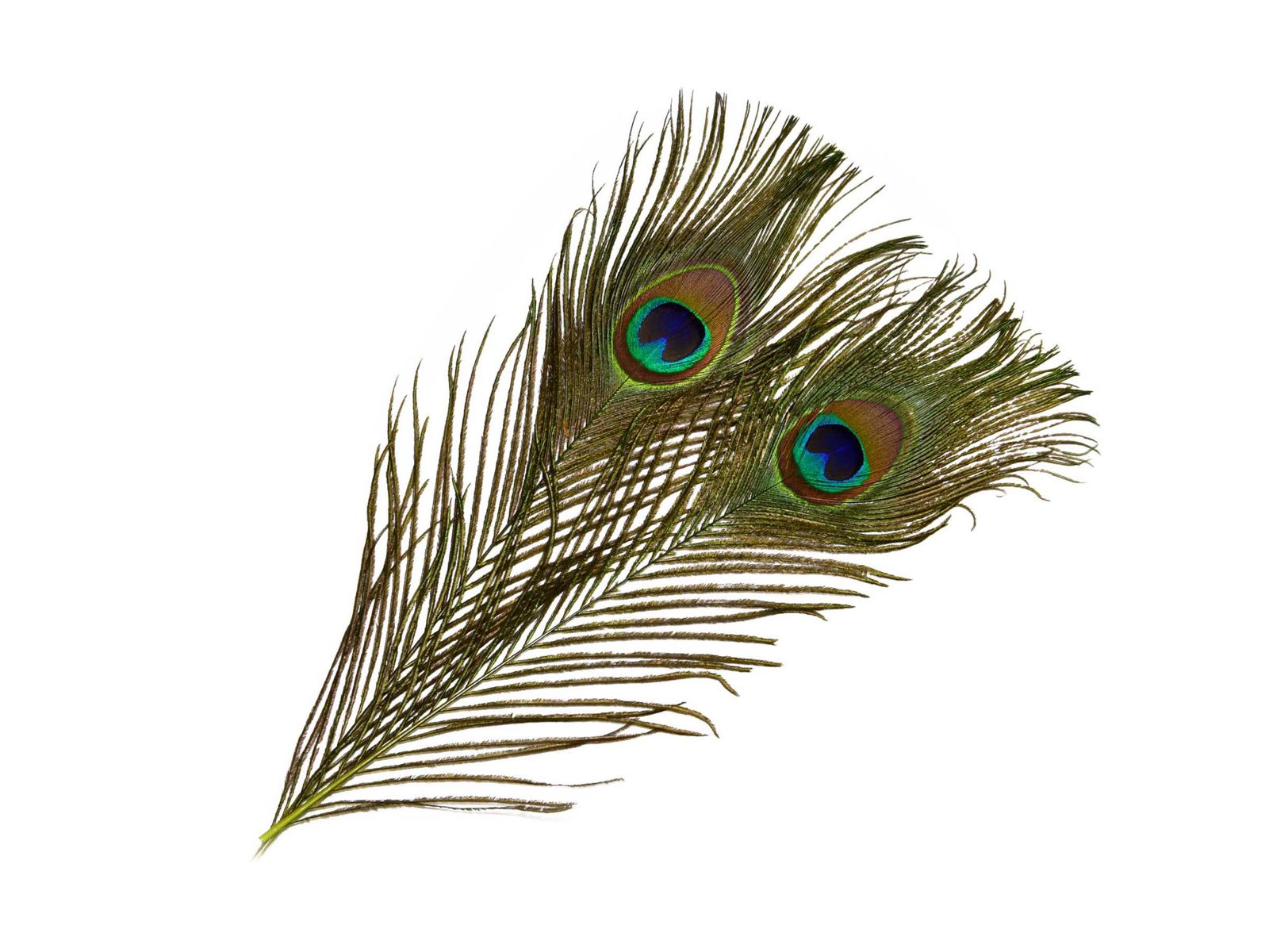 Mikael Frödin Peacock Eye Feathers - 8