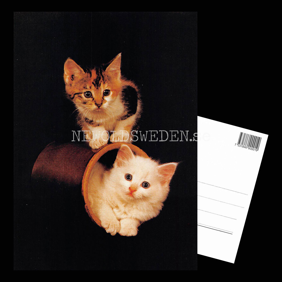 Kattungar - Vykort A5 *** - 3