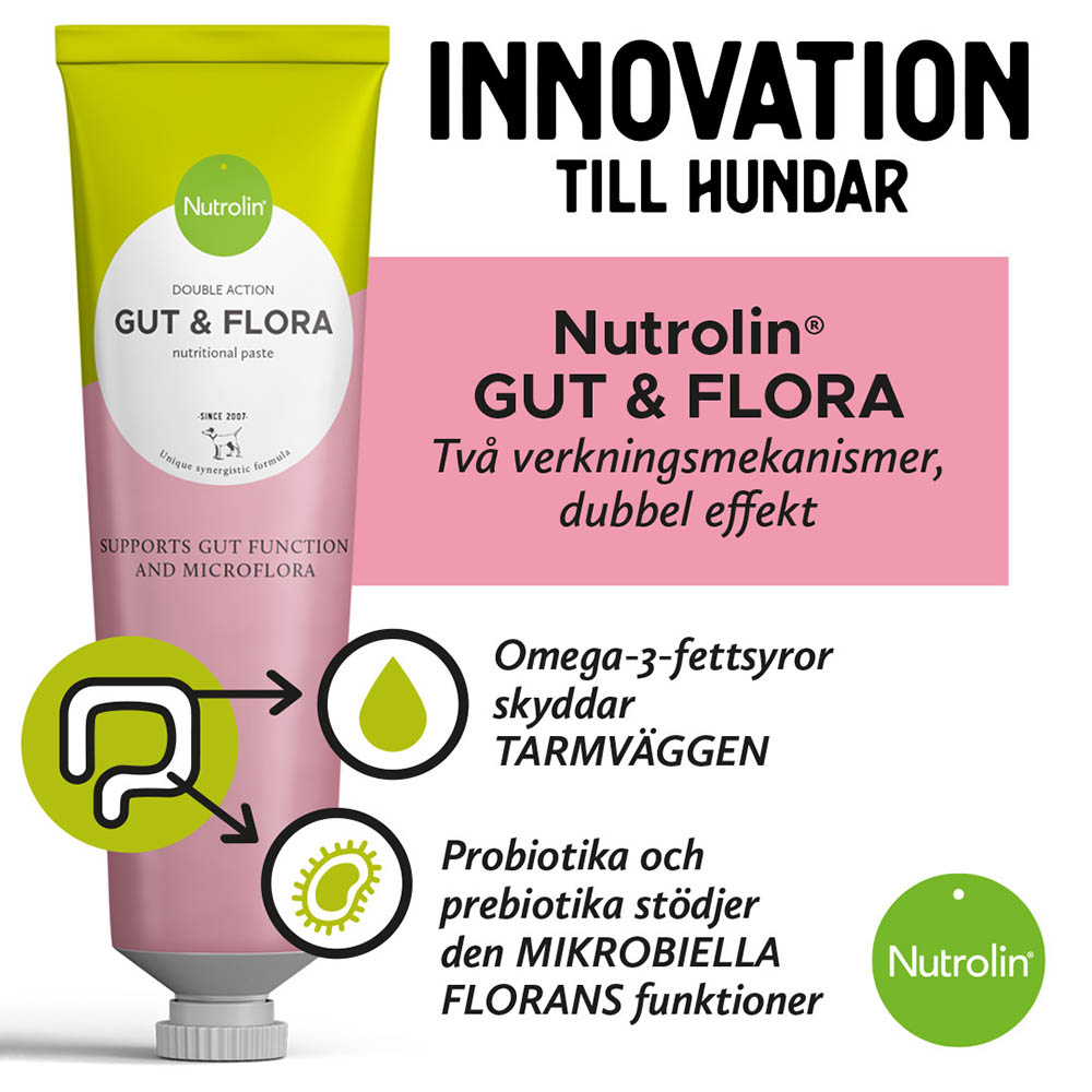 Sura uppstötningar hund