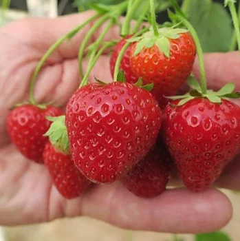 Fragaria x ananassa ’ Daroyal’  Jordgubbe