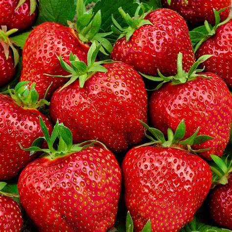 Fragaria x ananassa ’ Elsanta’  Jordgubbe