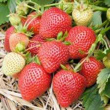 Fragaria x ananassa ’ Florence’  Jordgubbe