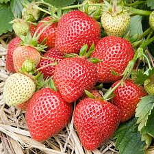 Fragaria x ananassa ’ Florence’  Jordgubbe