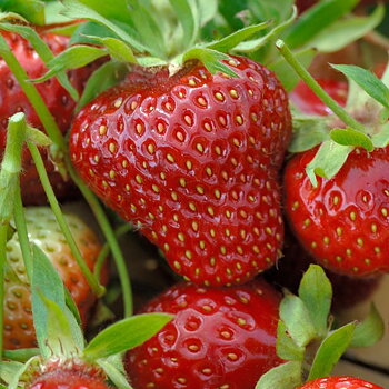 Fragaria x ananassa ’ Honeoye’  Jordgubbe