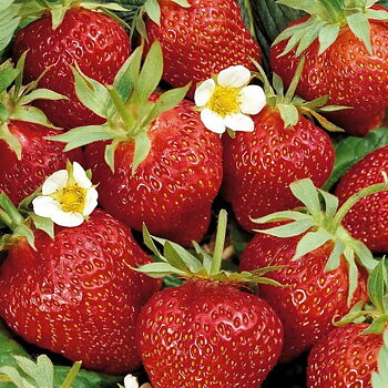 Fragaria x ananassa ’ Ostara’  Jordgubbe