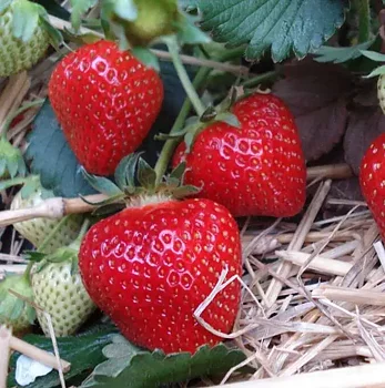 Fragaria x ananassa ’ Korona’  Jordgubbe