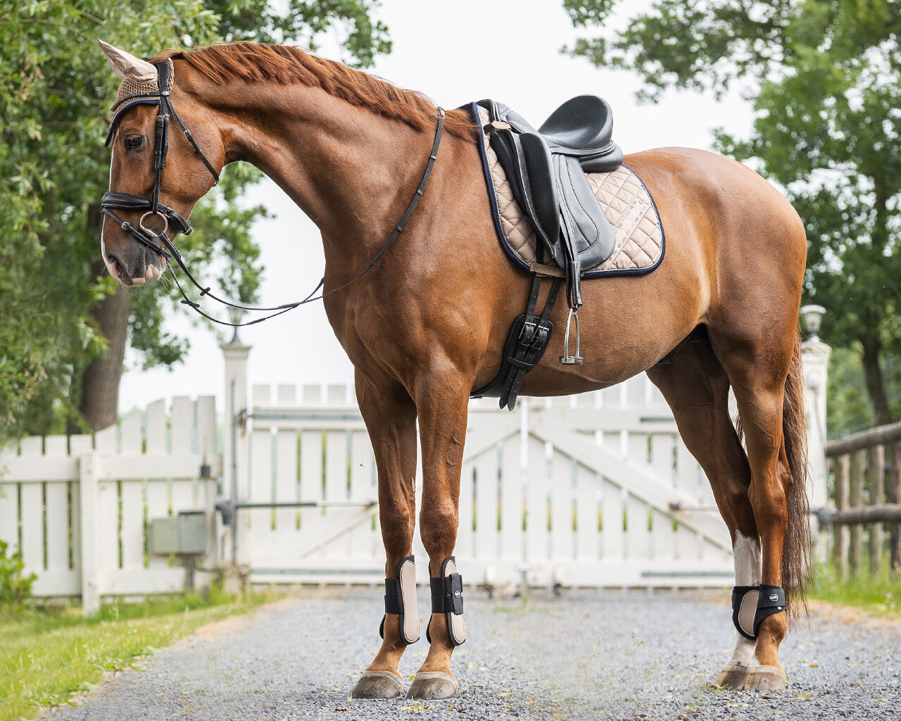 QHP Tendon Boots - Taupe