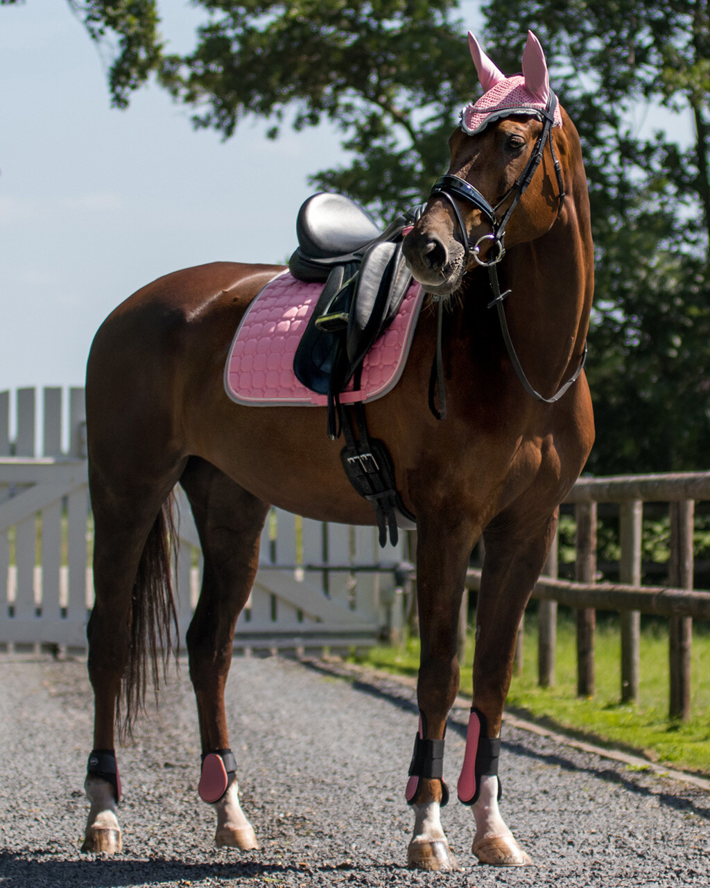 QHP Tendon Boots - Flamingo Pink