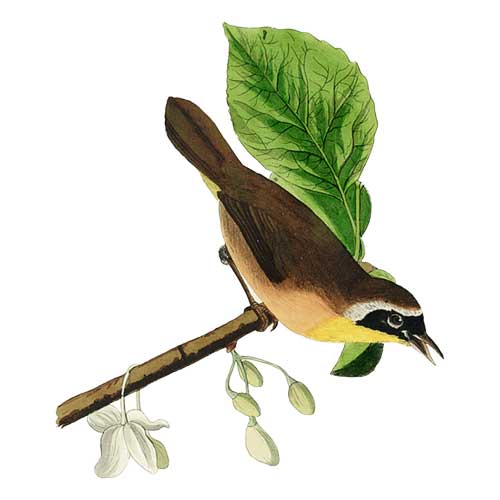 Common Yellowthroat
