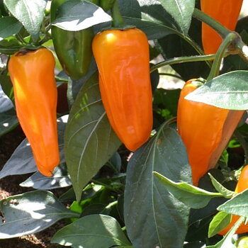 Orange spice