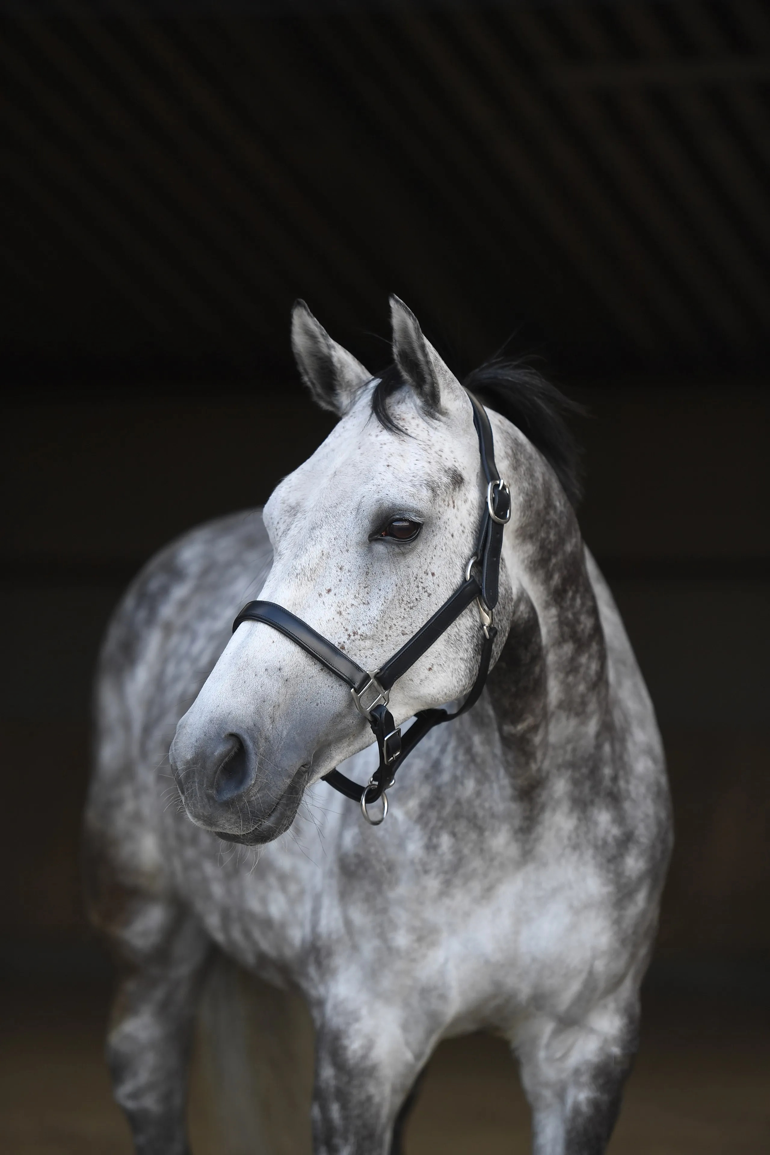 Heimer lærgrime sort sølv metall - 2