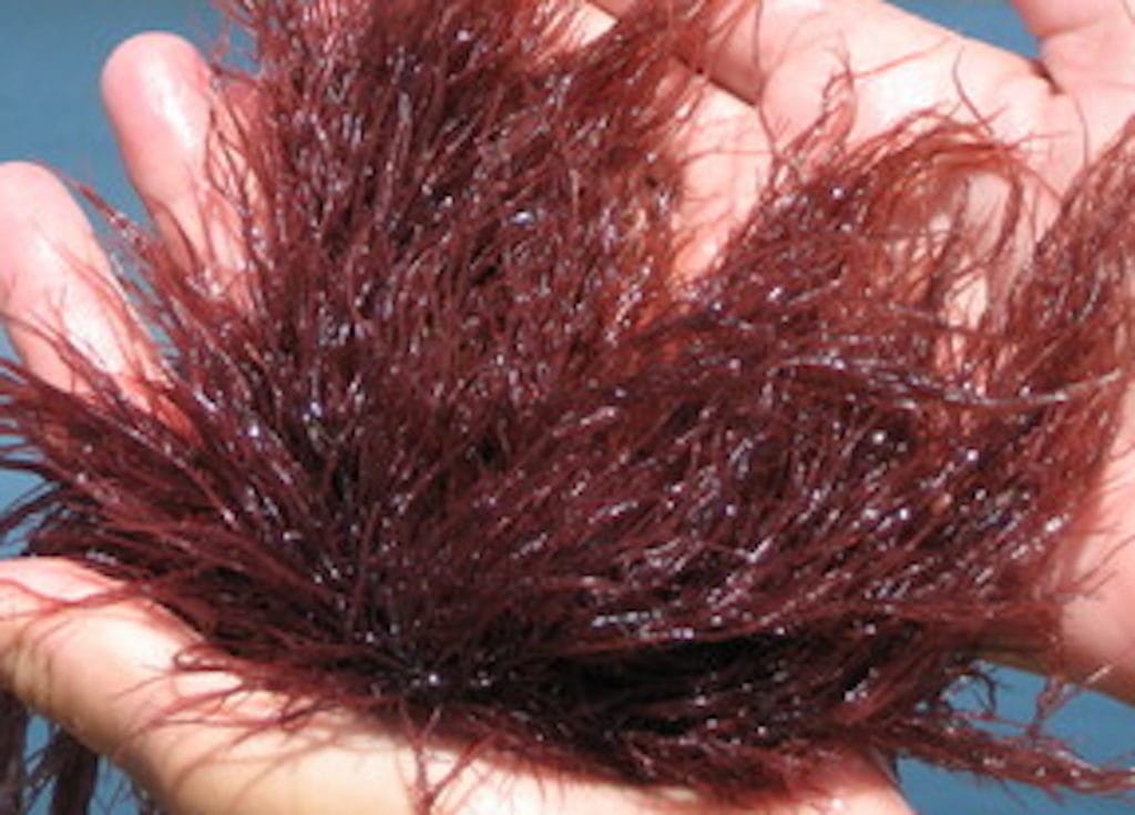 Gracilaria parvispora hawaiian red ogo