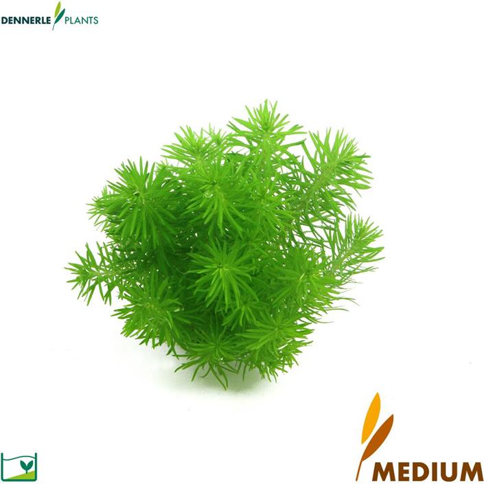 Dennerle Plants Pogostemon deccanensis i Kruka