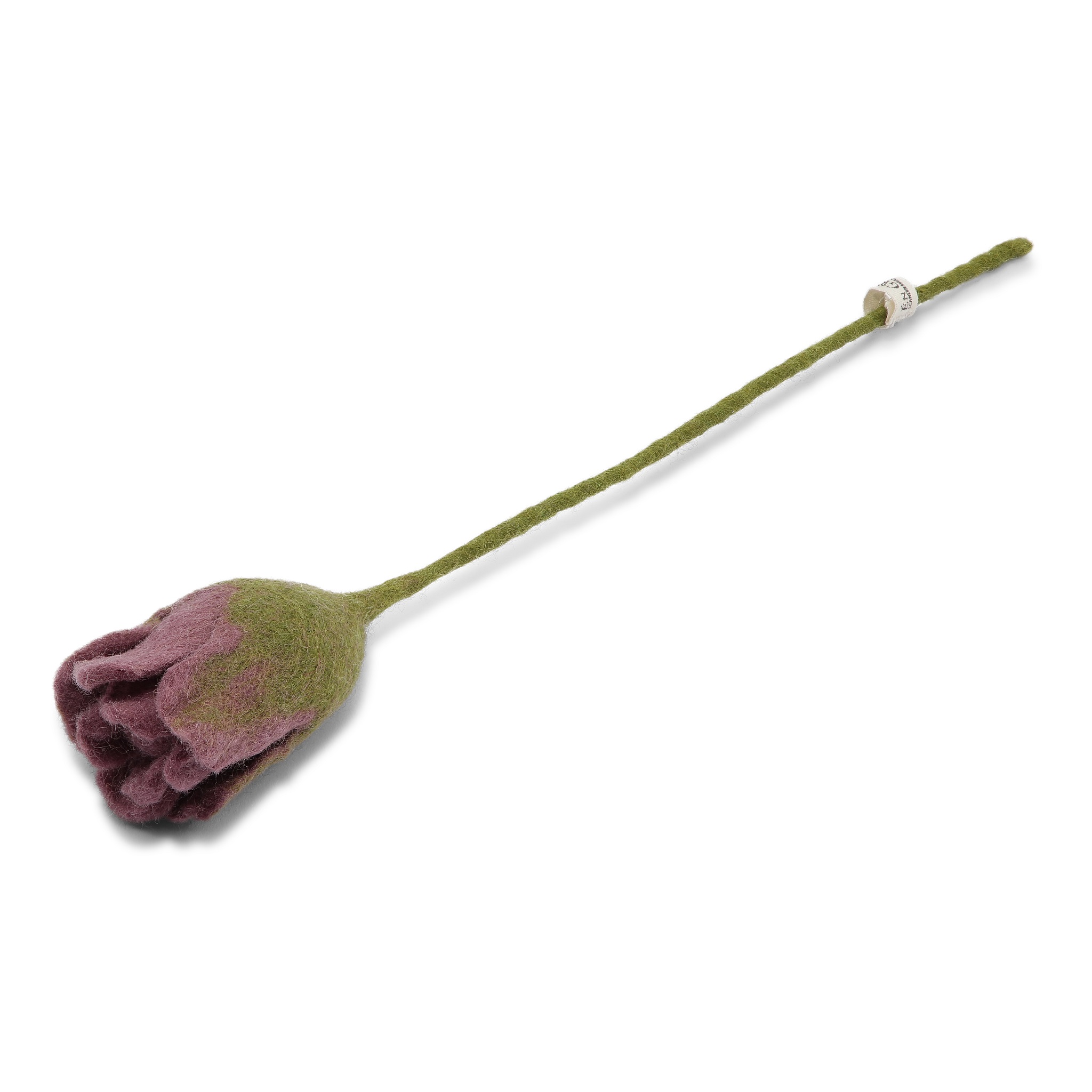 Purple tulip