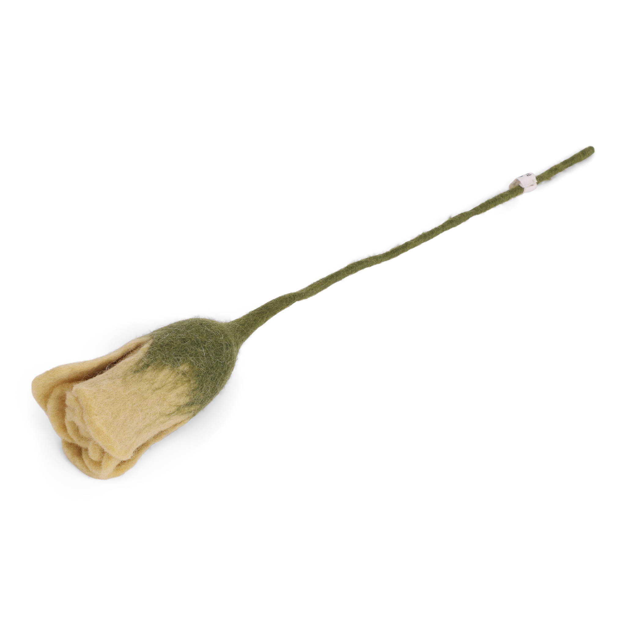 Grünliche Tulpe
