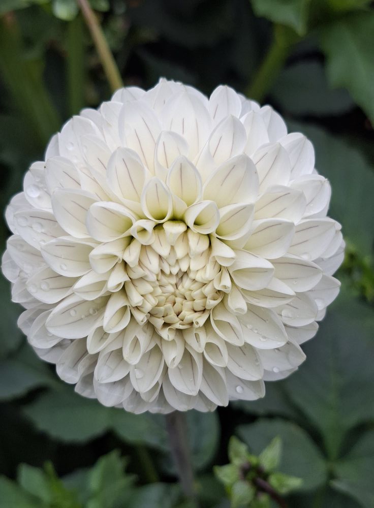 Dahlia knöl Bazuin Snow Owl  Boll  - 3
