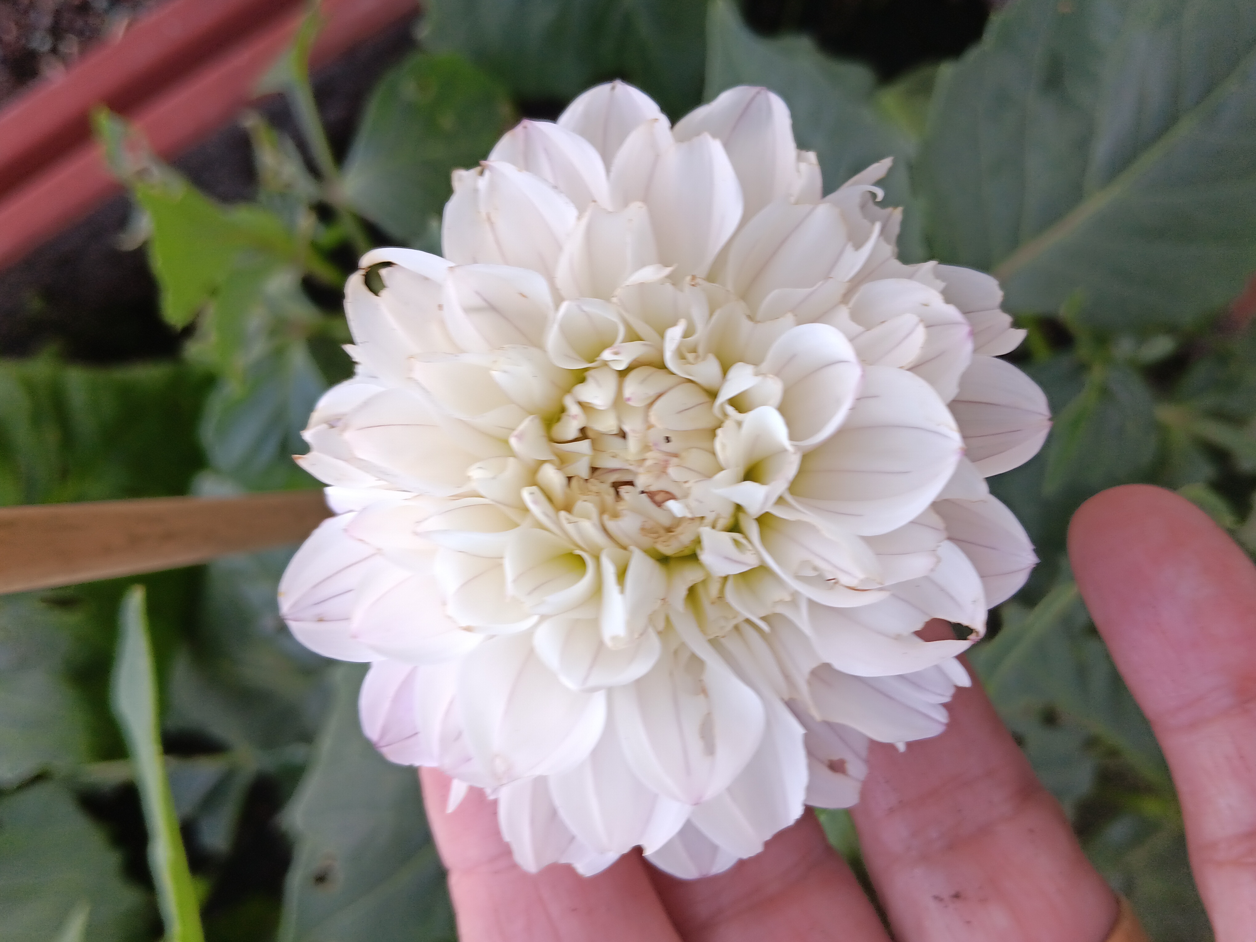 Dahlia knöl Bazuin Snow Owl  Boll  - 4