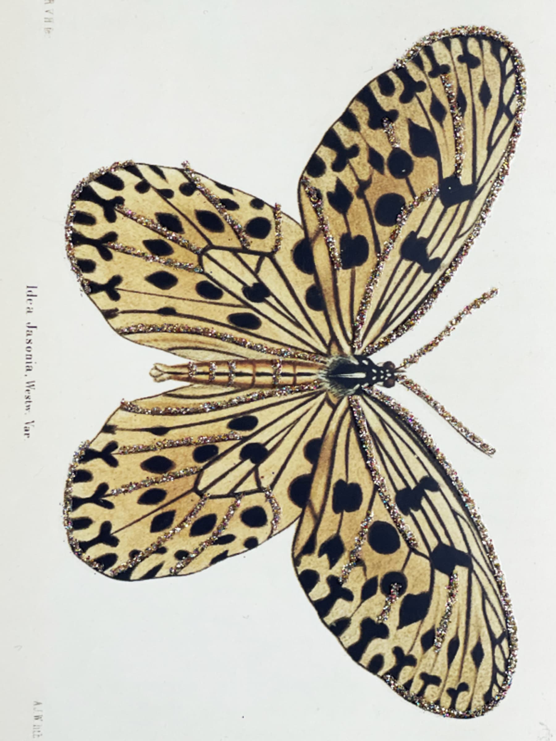 Kort & Kuvert / Butterfly