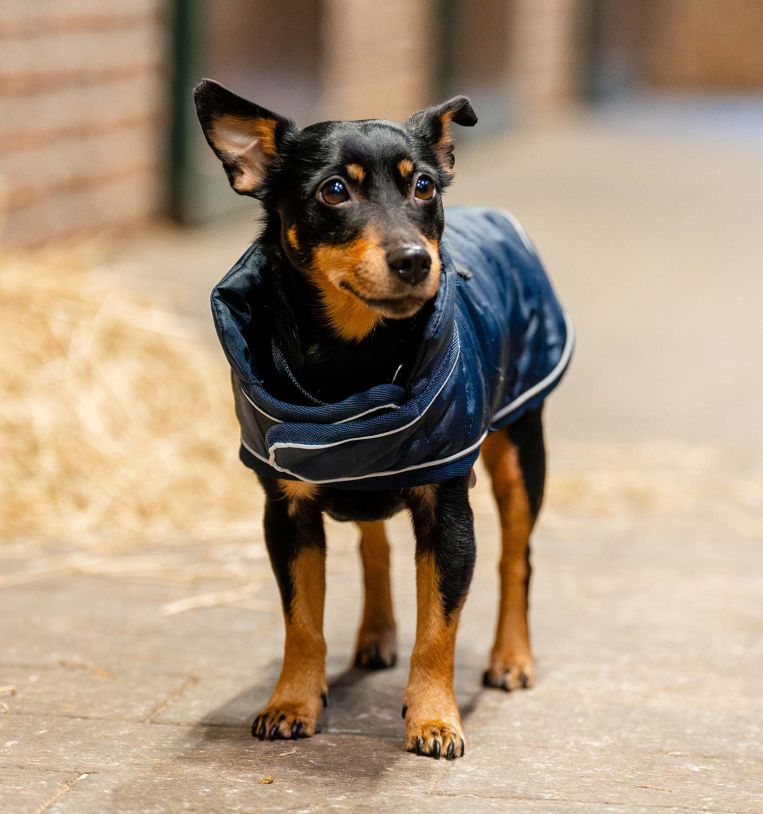 HORSEWARE SIGNATURE PADDED DOG RUG 200gr - 6