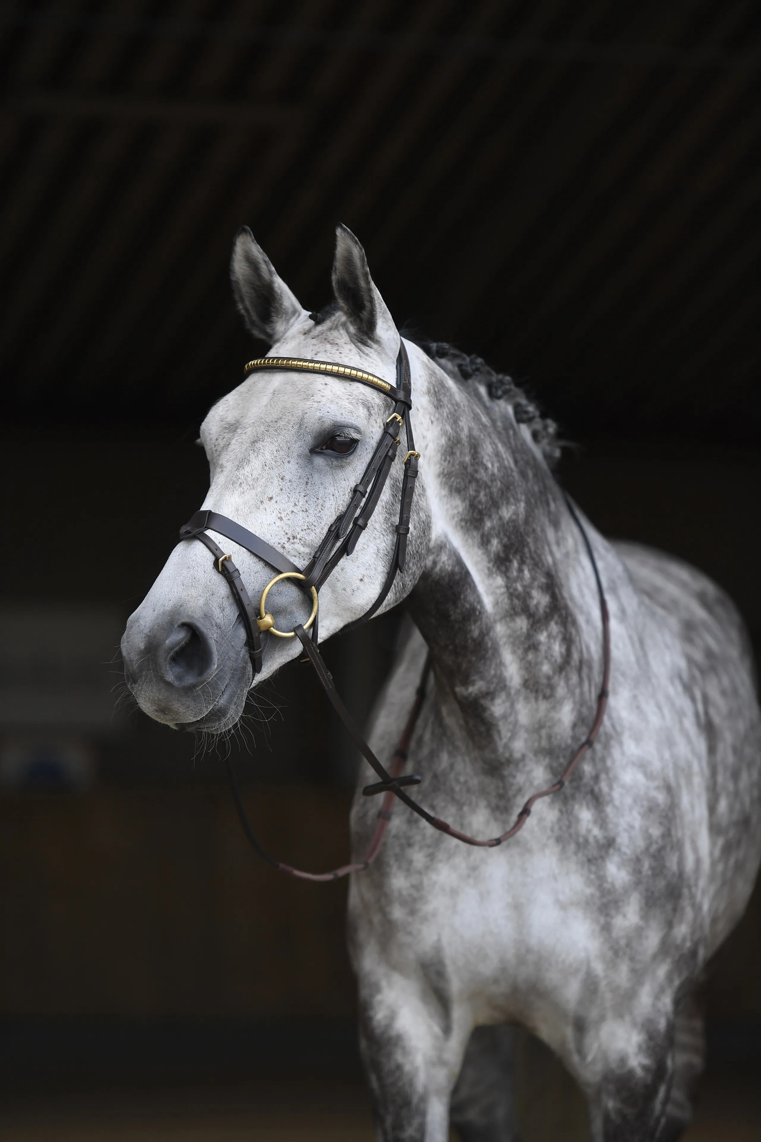 Heimer Gladstone hodelag med clinchers og flat nesereim