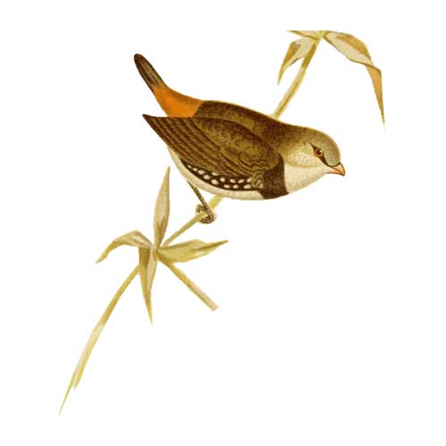 Diamond Firetail