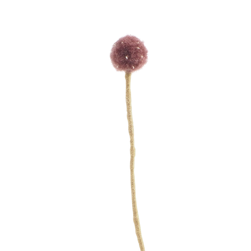 Ball flower 2.5 cm King's thistle