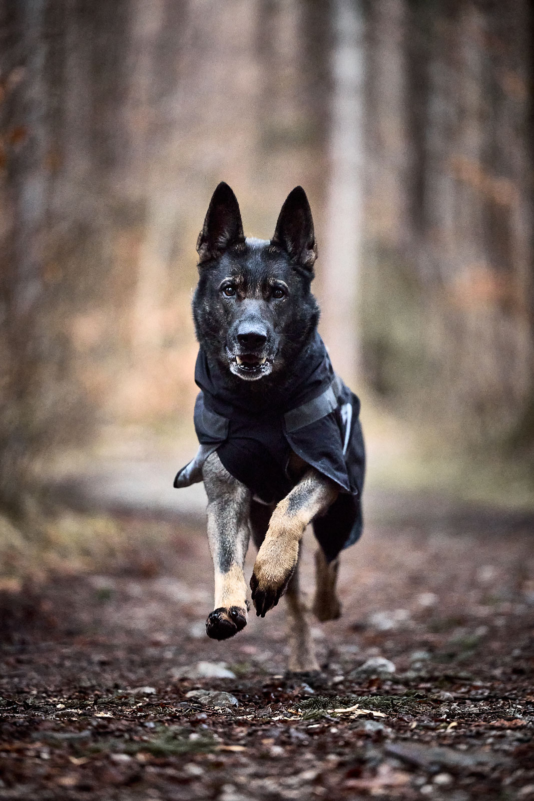 Non-Stop Trekking Dog Raincoat - Svart Regntäcke  - vattenpelare 10 000 mm - 3