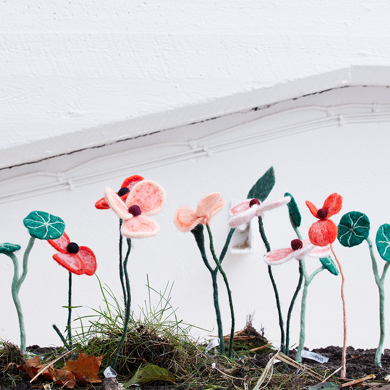 White poppy - 4