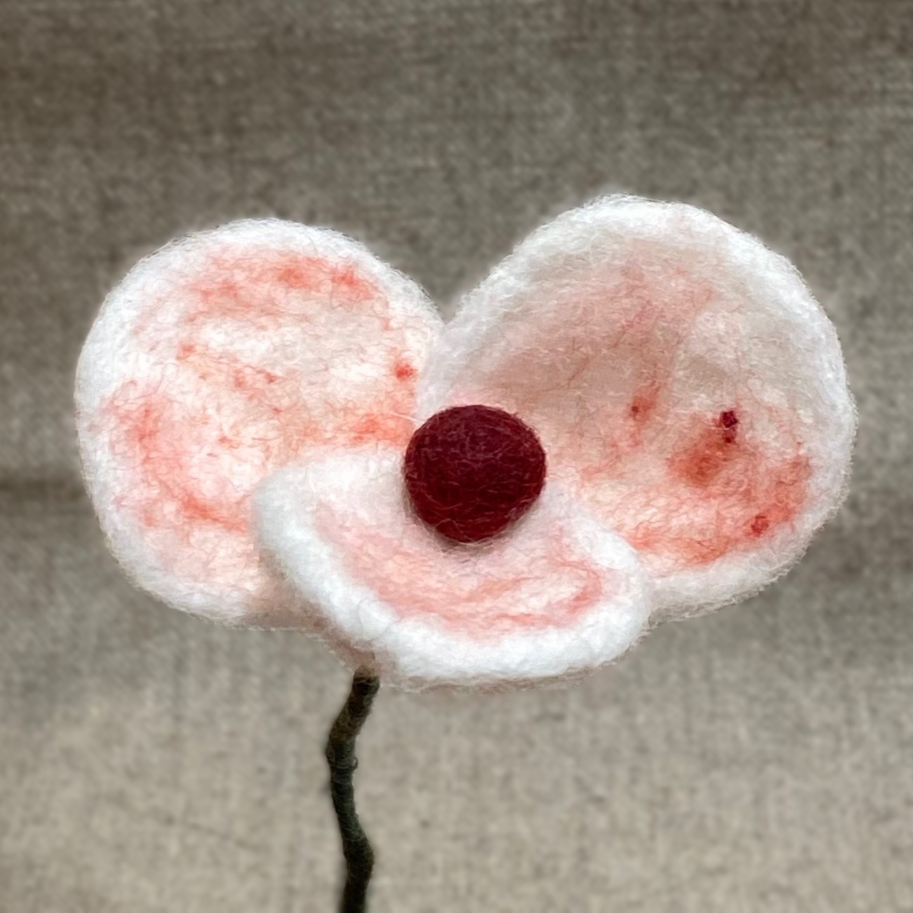 White poppy - 2