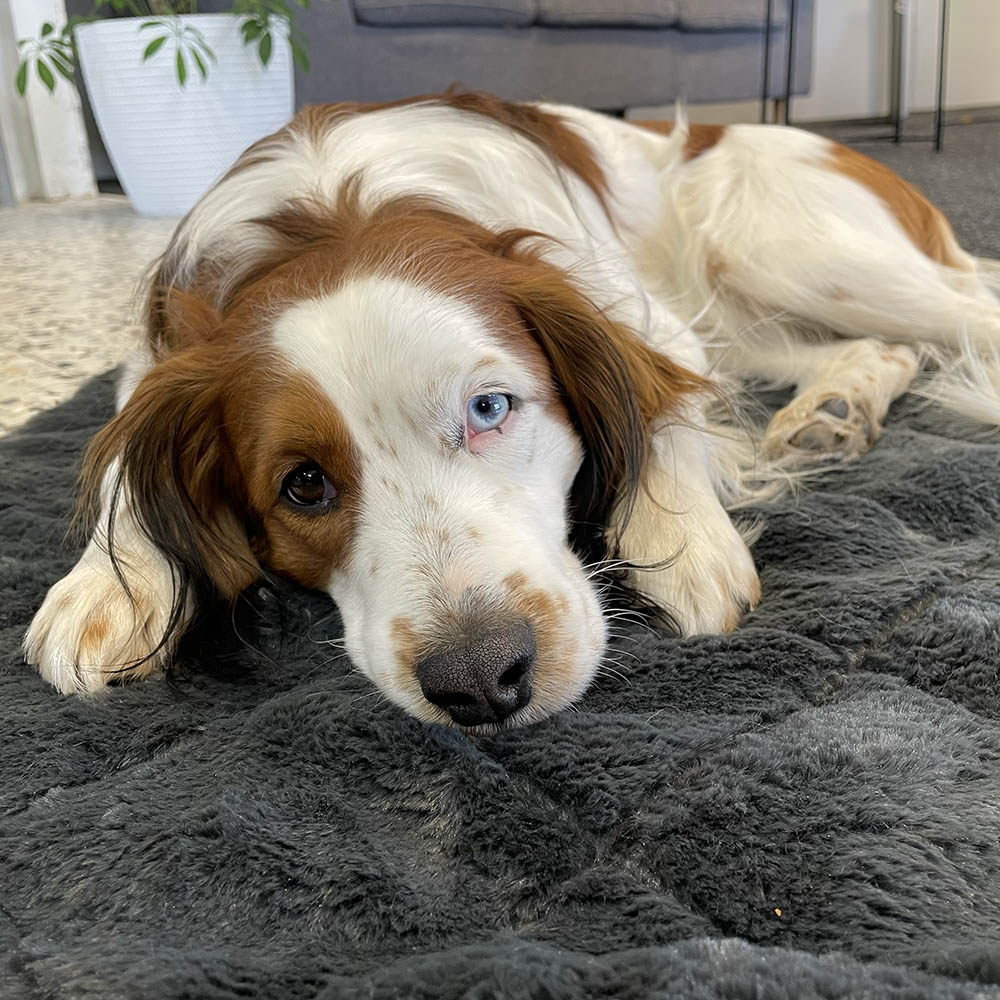 ThermoSwitch Samos Travel Blanket warm and cool dog