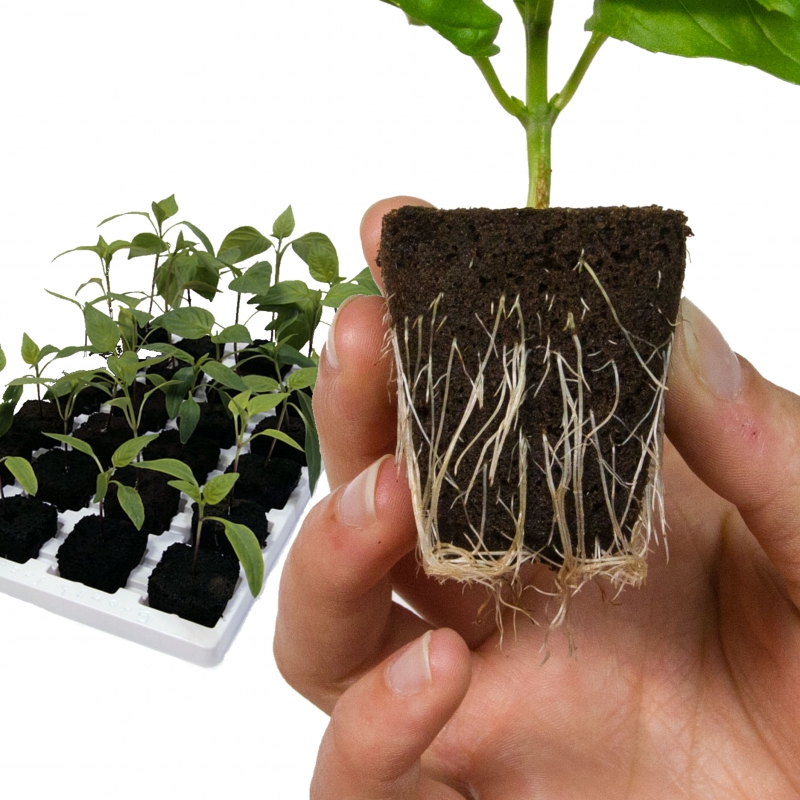 Root Riot odlingsbricka med 24st kuber - 3