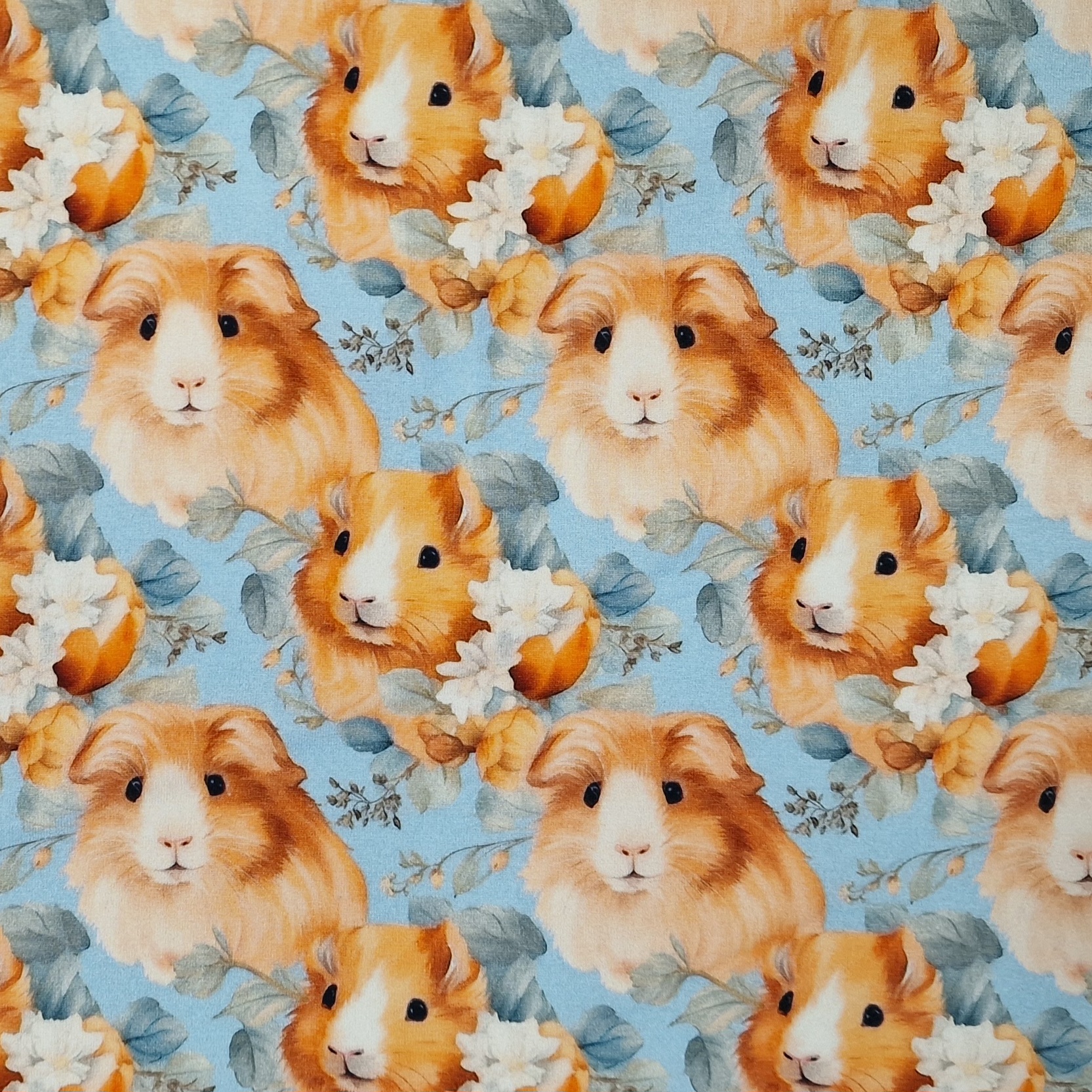 Guinea pig - 3