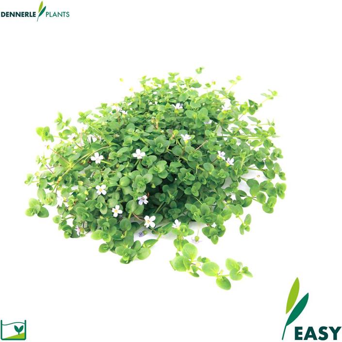 Dennerle Plants Bacopa australis i Kruka