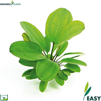 Dennerle Plants Echinodorus "Small Bear" i Kruka