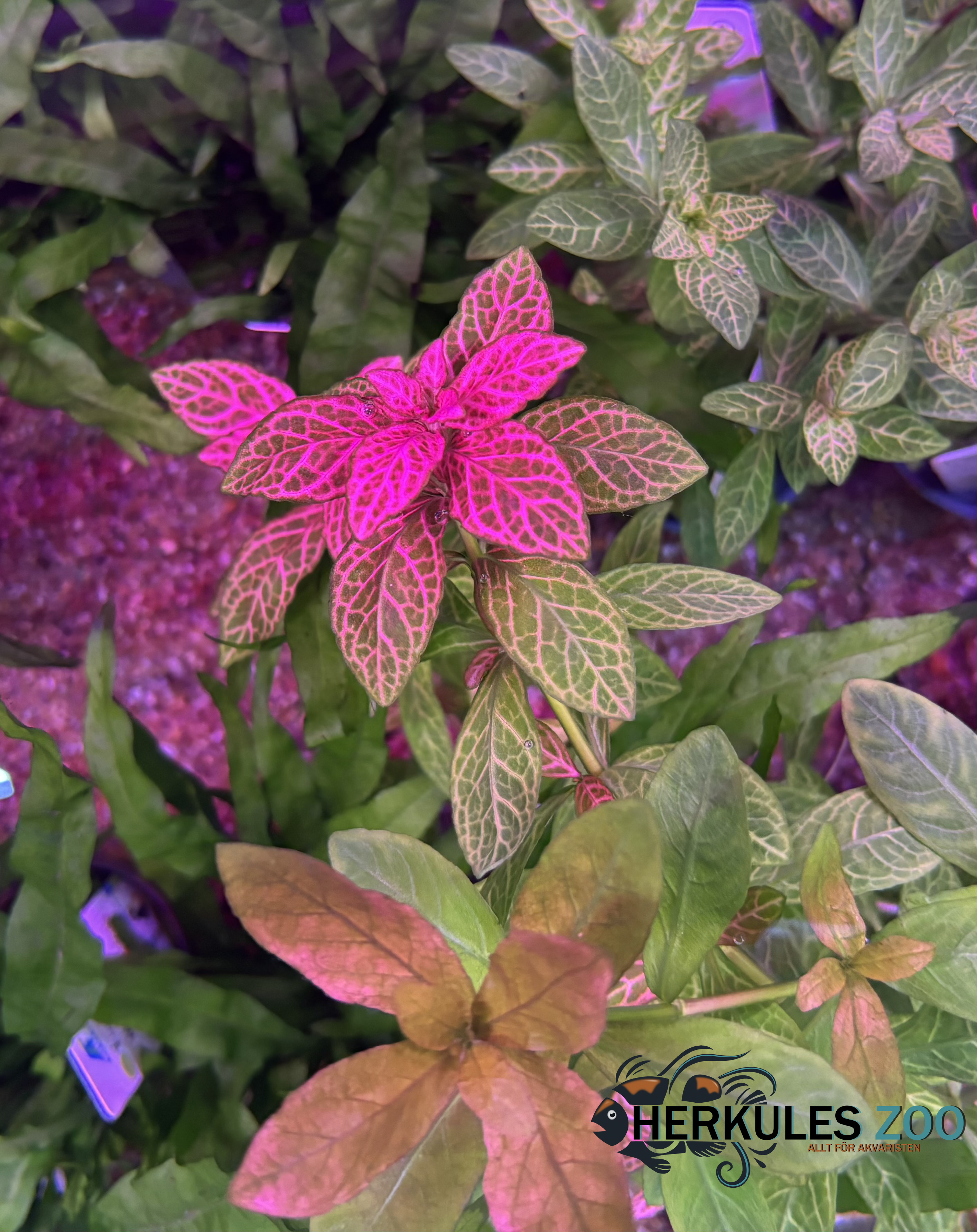 Dennerle Plants Hygrophila polysperma "Sunset" i Kruka - 5