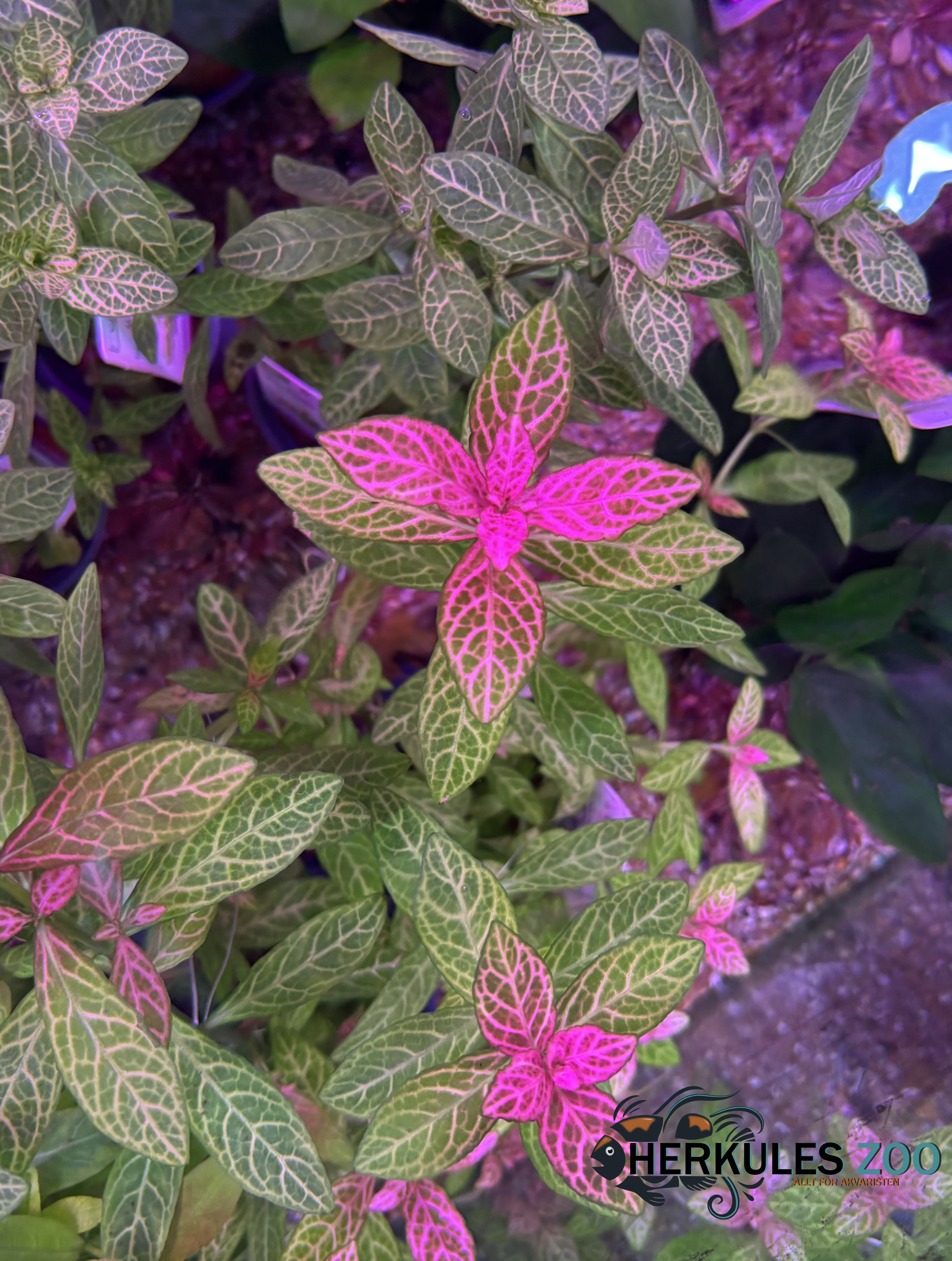 Dennerle Plants Hygrophila polysperma "Sunset" i Kruka - 4