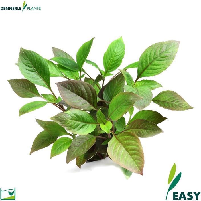 Dennerle Plants Hygrophila corymbosa i Kruka