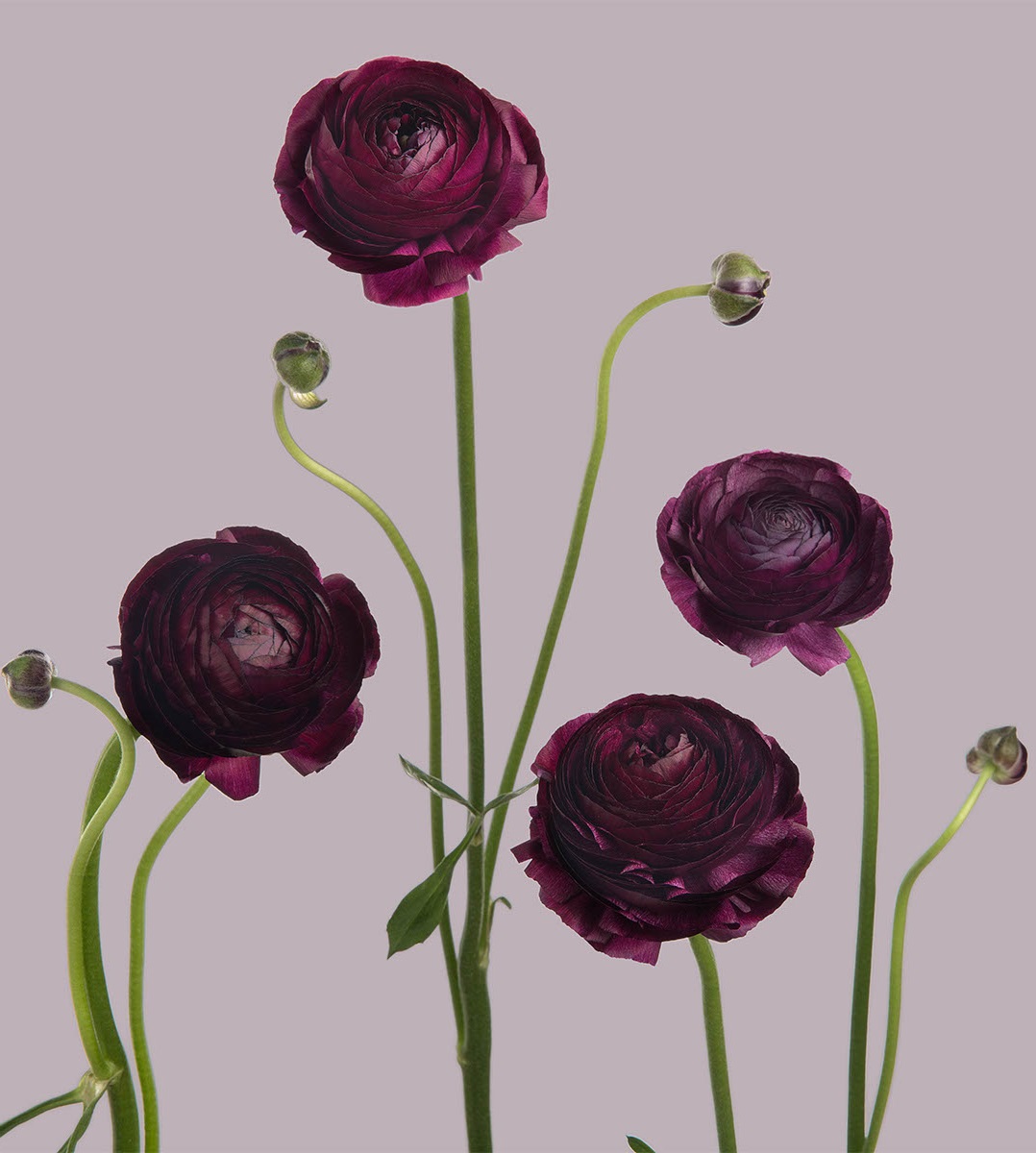 Ranunculus - Burgundy/Wine red - 45 cm - 6