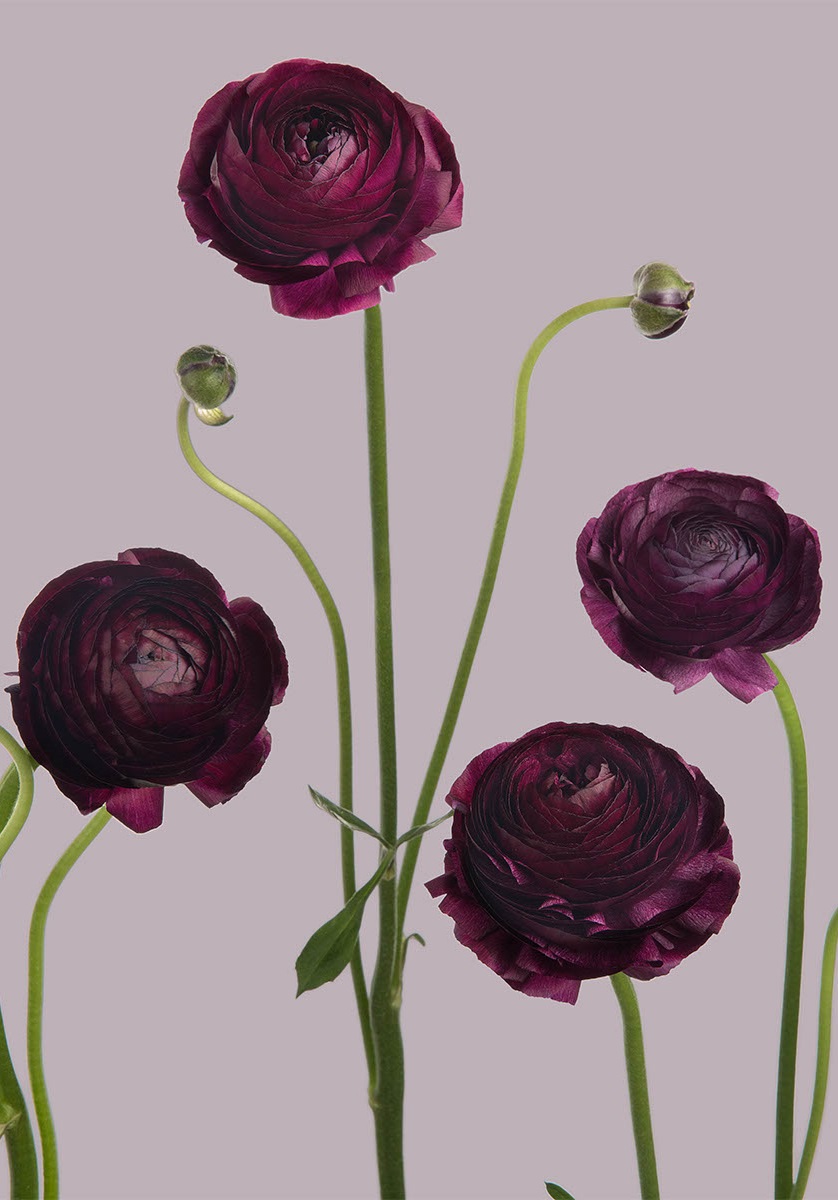 Ranunculus - Burgundy/Wine red - 45 cm - 2